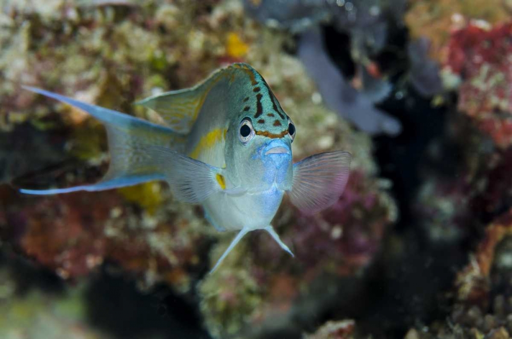 Indonesia, Papua, Cenderawasih Bay Angelfish
